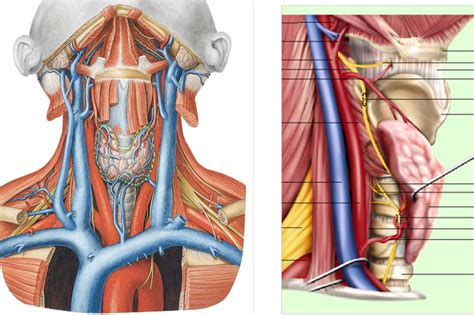 Schaubild Anatomie Pharma Uni Basel Endokrines System Schilddrüse