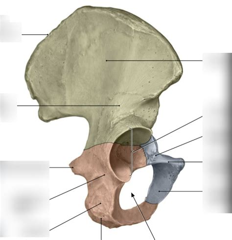 Right External View Of Os Coxa Diagram Quizlet