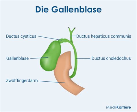 Gallenblase Aufbau Lage Und Funktion Medi Karriere