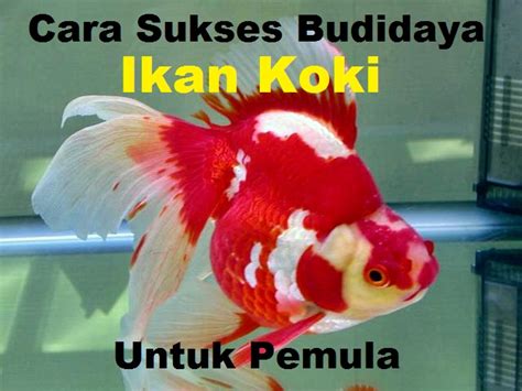 Cara Sukses Budidaya Ikan Koki Untuk Pemula Hei Kamu