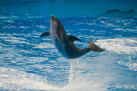 Ocean Park Dolphin | tiltti | Flickr