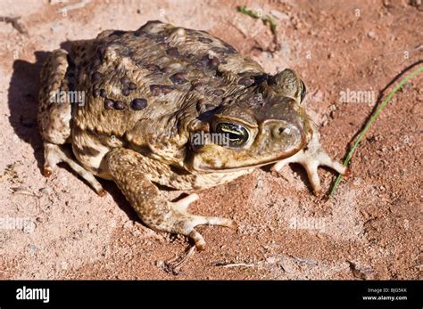 Cane Toad Bufo Marinus Also Known As Giant Neotropical Toad Or Marine Toad Native To Central