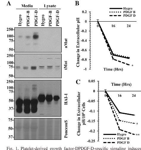 Figure 1 From Matriptase Activation And Shedding Through PDGF D