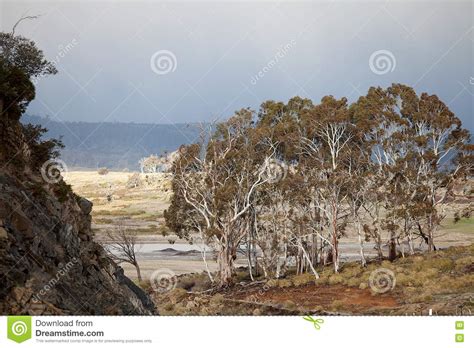 Eucalypt Trees Tasmania Stock Photo Image Of Farmland 77853182