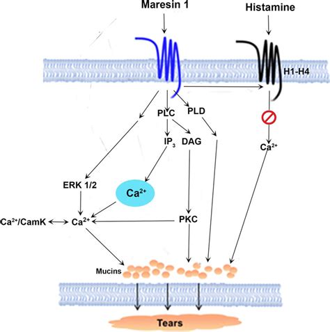 Schematic Diagram Of Signaling Pathways Activated By Maresin Mar