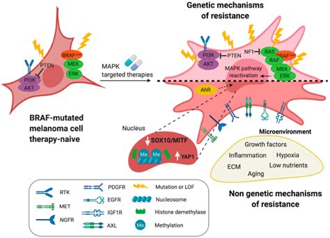 Mechanisms Of Resistance To Mitogen Activated Protein Kinase