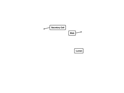 Apocrine gland - Definition and Examples - Biology Online Dictionary