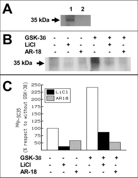 GSK 3 Phosphorylation Of SC35 In An In Vitro Kinase Assay As Shown In