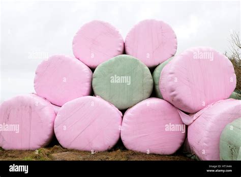 Pink And Green Plastic Silage Bales In The Shape Of A Flower In A Field