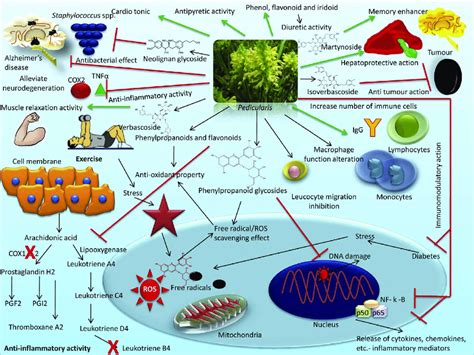 An overview of salient modes of actions and medicinal applications of ...