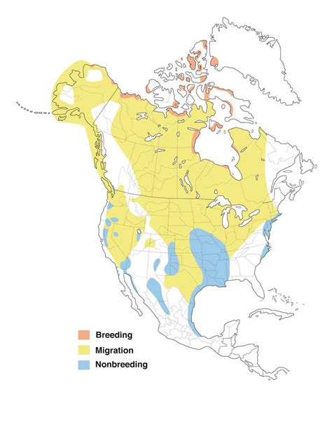 Canada Goose Range Map All About Birds Cornell Lab Of Ornithology Atelier Yuwaciaojp