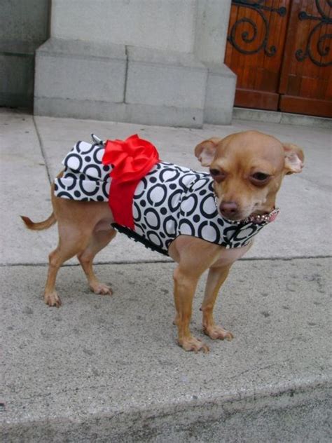 Pin De Tania Cucalon En La Marchanta Moda Para Perros Hacer Ropa De