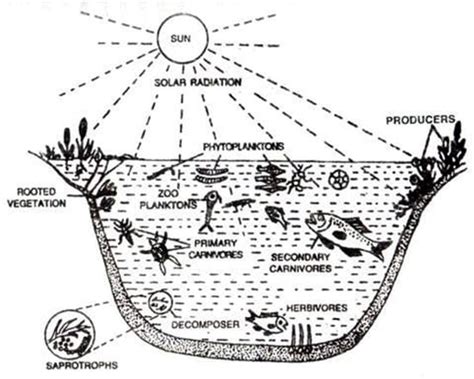 Pond Ecosystem - QS Study