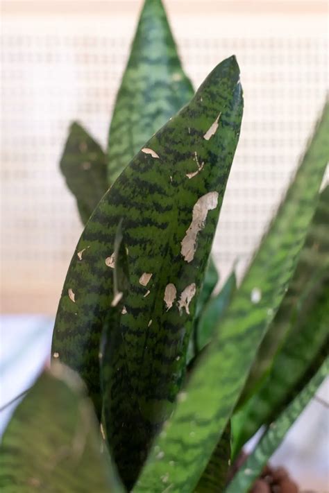 Snake Plant Leaves Curling Causes And Cures How Does Your Garden Mow