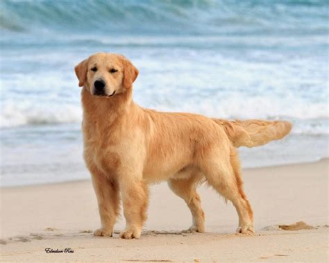 Chjv Chbr Maximus Latin The King 3212011 Golden Retriever Furry