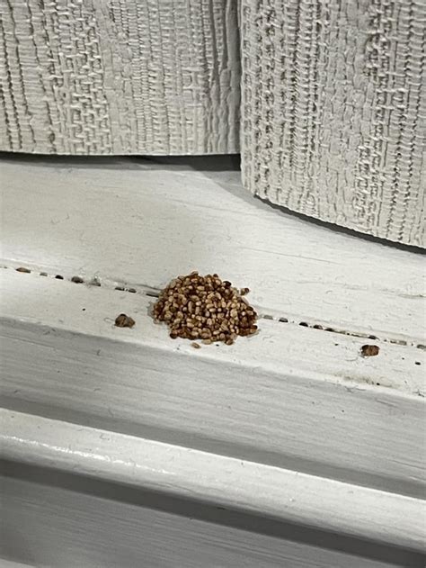 Termite droppings under antique desk : r/HomeImprovement