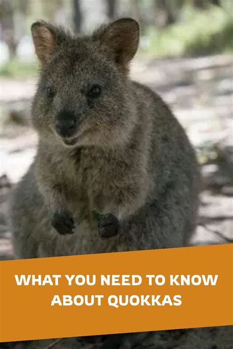 Quokka Predators What You Need To Know About The Declining Population Of Quokkas In The Wild