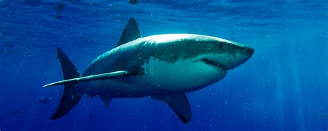 Open Letter: Aussies Stop Killing The Great White Shark – This 'n That ...