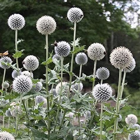 Globe Thistle How To Grow Care