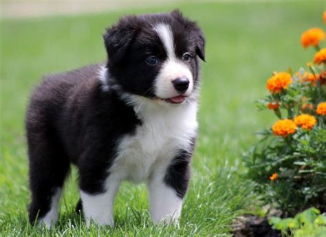 Puppies Pictures for Pet: Border Collie Puppy Pictures