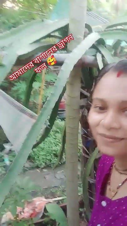 আমাদের গাছের ড্রাগন ফলের গাছে কত ফুল 🥰🥰🥰 Youtube