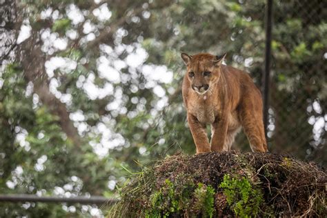 Niña Se Defiende Y Sobrevive Ataque De Puma En Washington Primera Hora