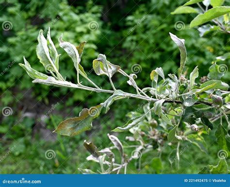 Powdery Mildew Podoshpaera Leucotricha On An Apple Tree Stock Image Image Of Close Diseases