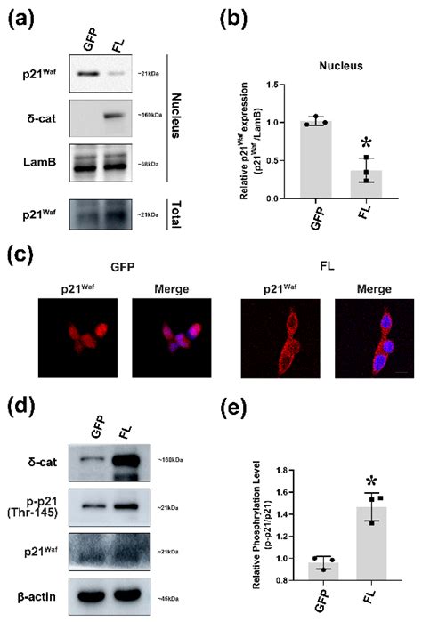 δ Catenin Participates In Egf Akt P21waf Signaling And Induces Prostate