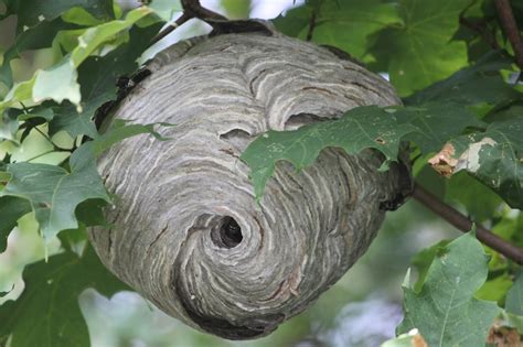 Wasp Nest