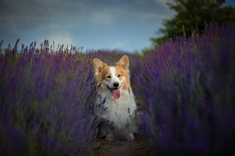 Dog In Lavender Stock Photo Download Image Now Istock