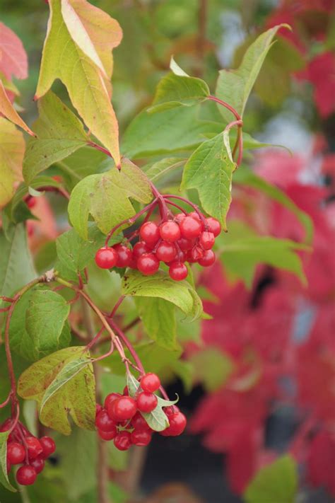 Great Shrubs For Fall Color Prairie Nursery