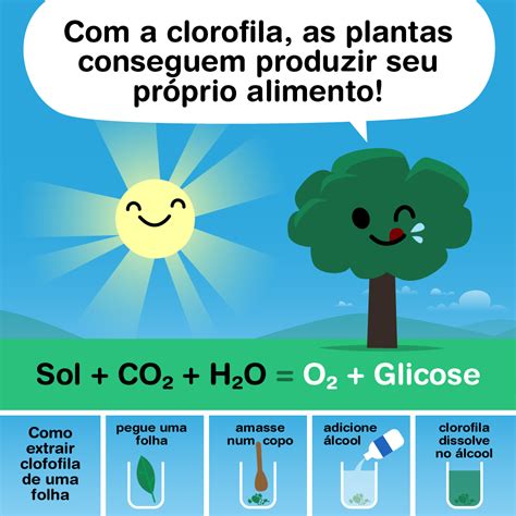 Como Se Chamam Os Seres Que Produzem Seus Próprios Alimentos