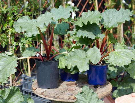 Tips For Growing Rhubarb In Pots