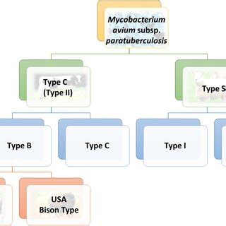 Nomenclature Of Mycobacterium Avium Subsp Paratuberculosis Adapted