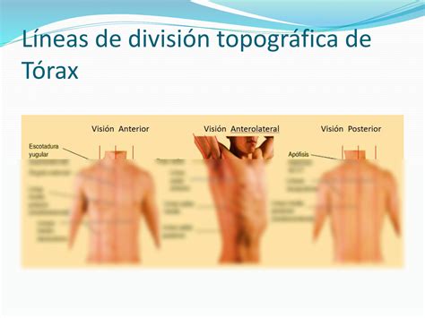 Solution Semiolog A Respiratoria Y Cardiovascular Pr Ctica Studypool