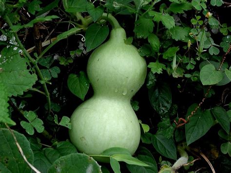 FOOD FRUITS VEGETABLES NUTRITION: BOTTLE GOURD/CALABASH