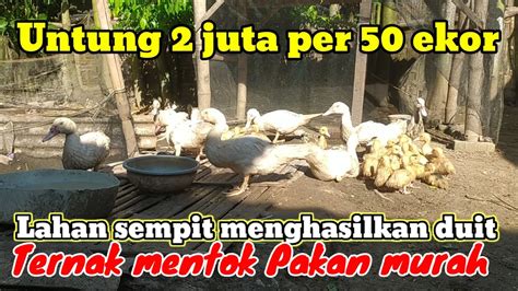 Untung Juta Per Ekor Ternak Mentok Lahan Sempit Bisa