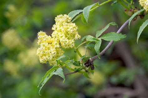 Flower Elderflower Red - Free photo on Pixabay - Pixabay