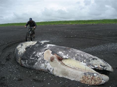 Whale  Find And Share On Giphy