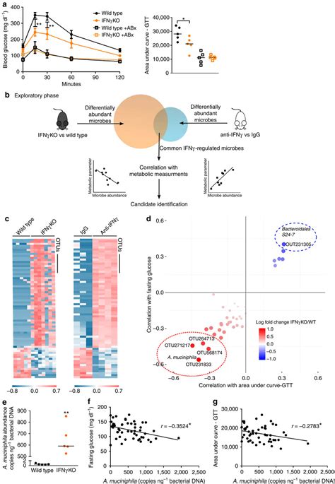 Akkermansia Muciniphila Mediates Negative Effects Of Ifn On Glucose