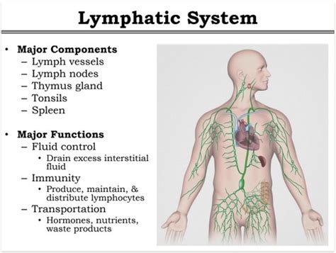 The Lymphatic System Flashcards | Quizlet