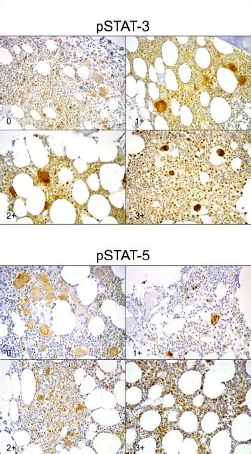 Staining Intensity Of Phosphorylated Stat And Stat Pstat And