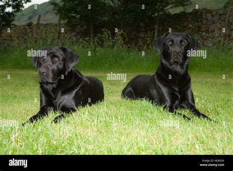 Two Black Labradors Stock Photo - Alamy