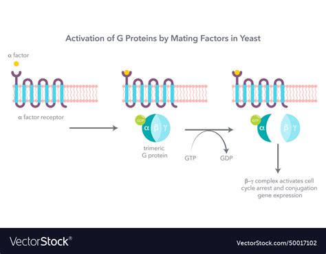 Trimeric G Proteins Royalty Free Vector Image Vectorstock