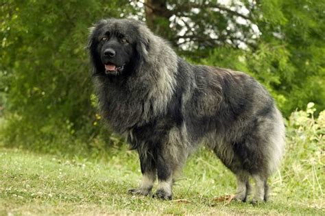 Sarplaninac - Life My Dog