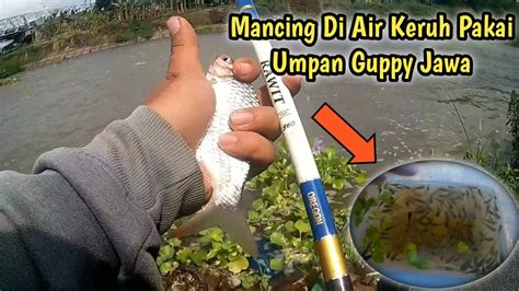 Mancing Ikan Bader Umpan Ikan Cetol Guppy Saat Air Keruh Spot