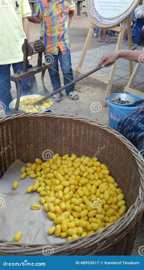 Silk Cocoons Ready For Spinning Silk Editorial Photography Image Of