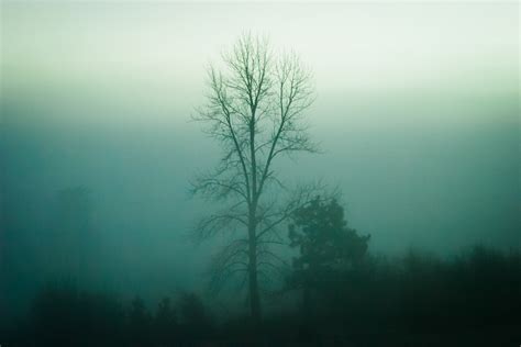 Fotos gratis árbol naturaleza niebla luz de sol Mañana amanecer