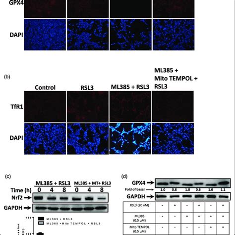 Mito Tempol Improves Antioxidant Capacity And Prevents Ferroptosis