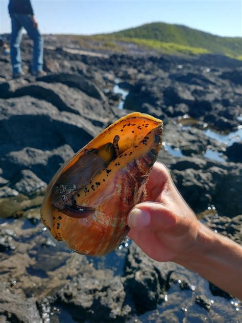 Eastern Pacific Giant Conch From Santiago Ixcuintla Nayarit Mexico On